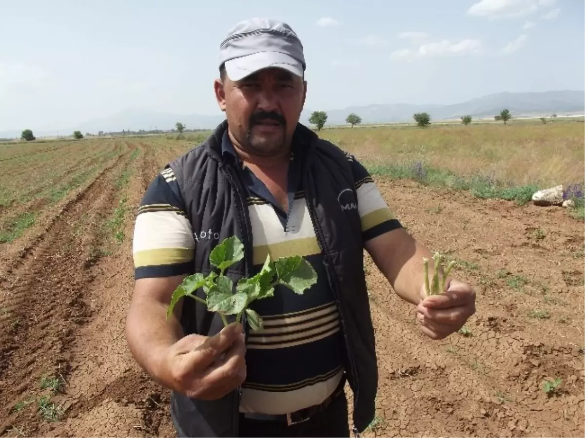 Kavun Karpuz Diyarı Akalan Ovası\'nı Çekirgeler Bastı