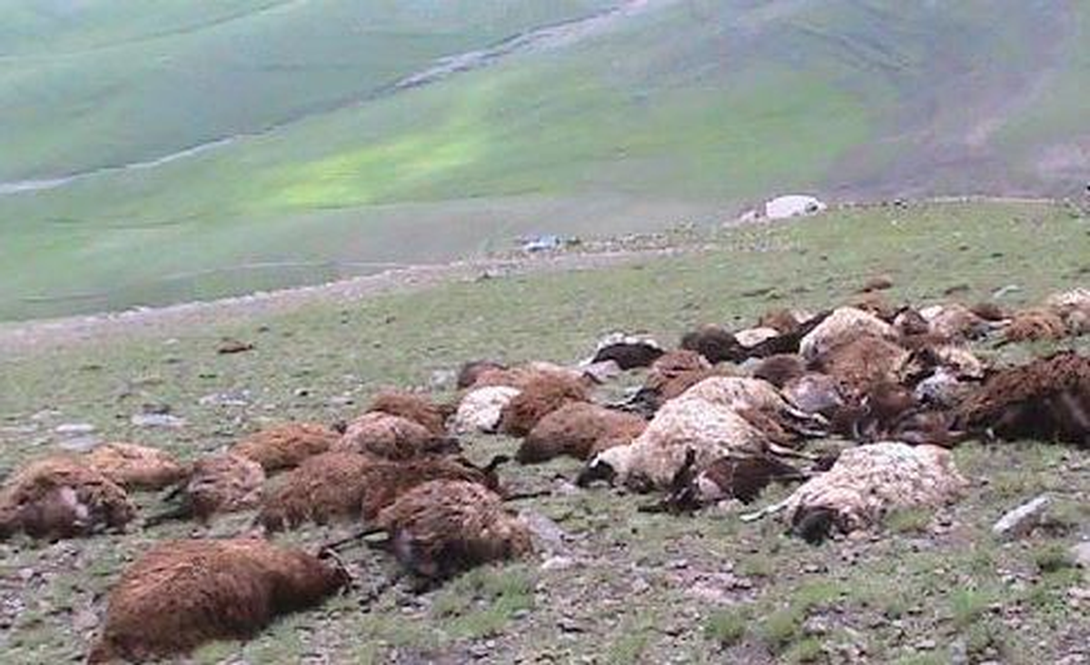 Keles\'te Yıldırım 15 Koyunu Telef Etti
