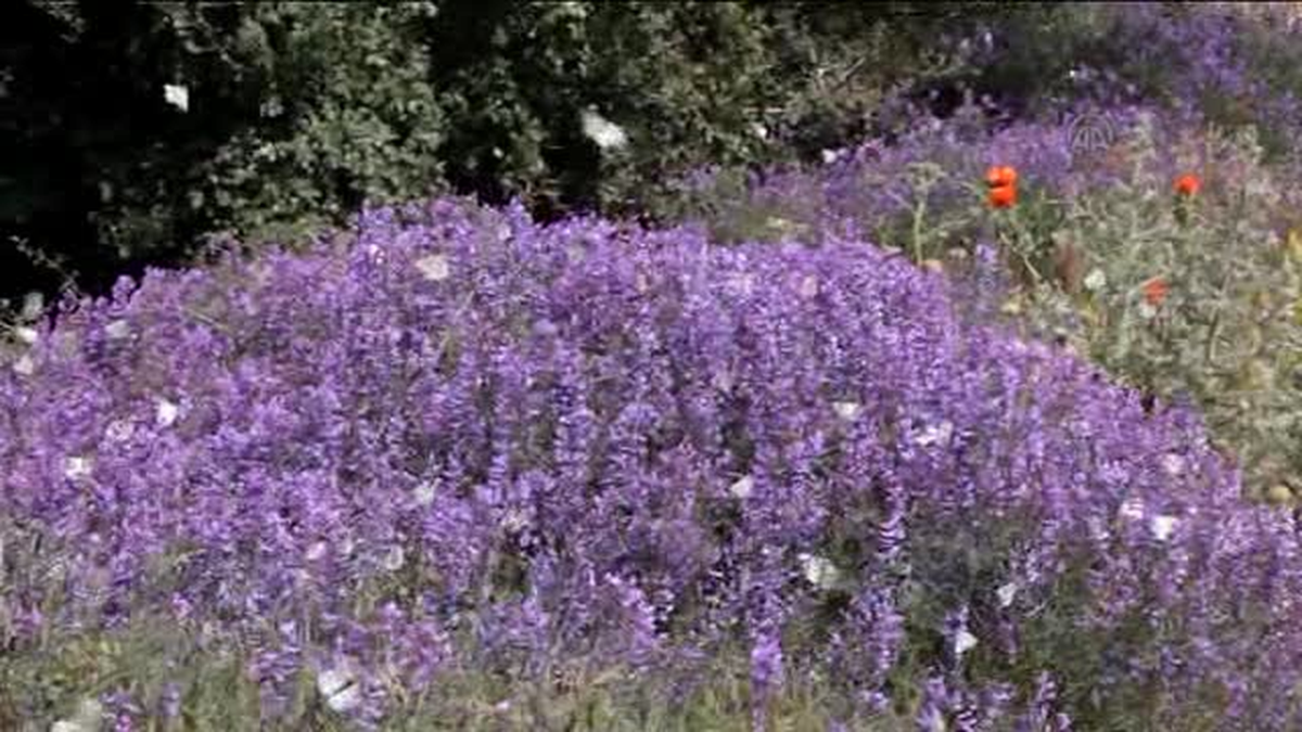 Seyfe Gölü kelebeklere de ev sahipliği yapıyor -
