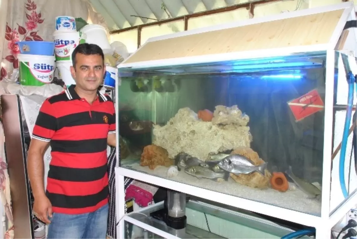 Yiyeceği Deniz Balığını Kendi Yetiştiriyor
