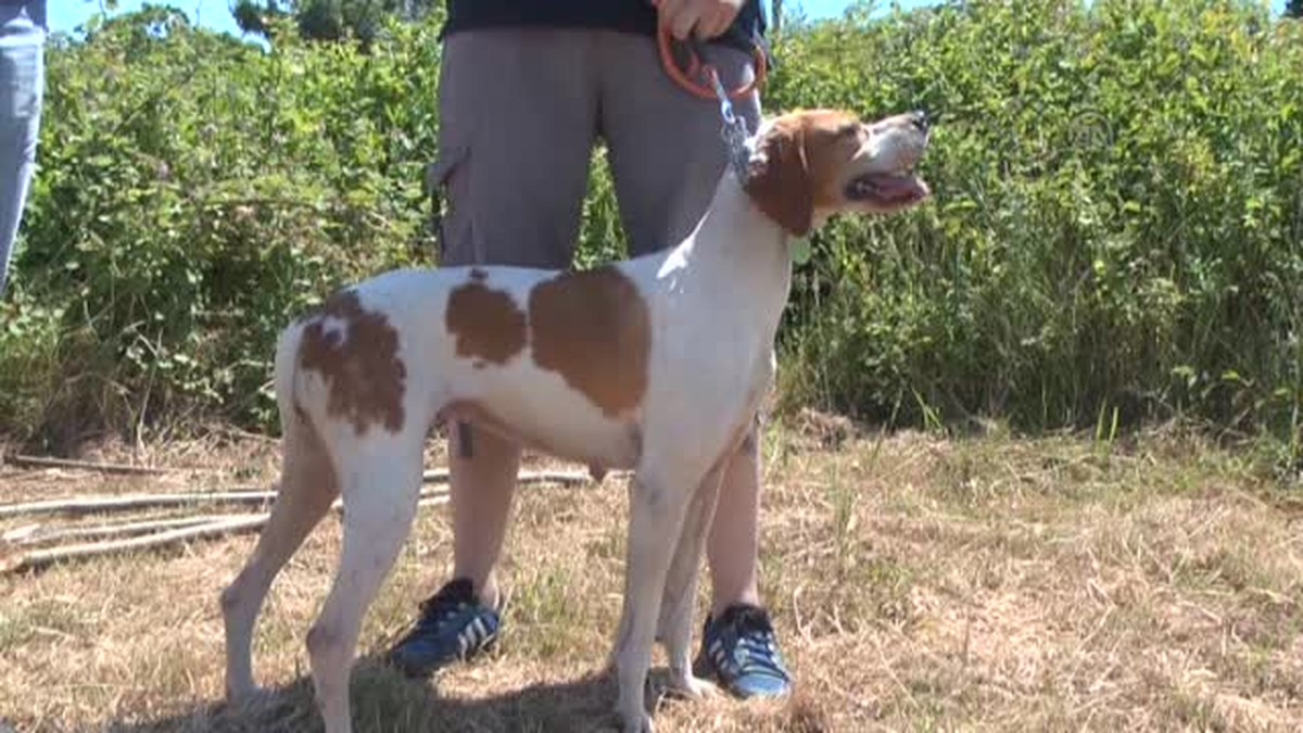 Av köpekleri dereceye girmek için yarıştı -