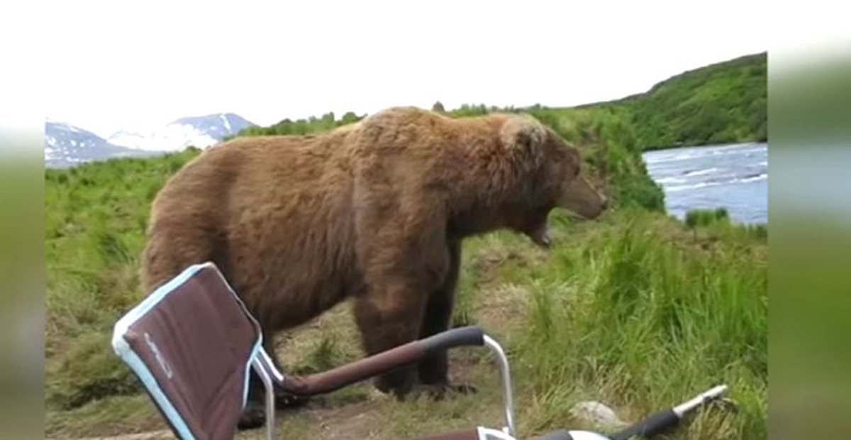 Ayı Doğayı İzledi