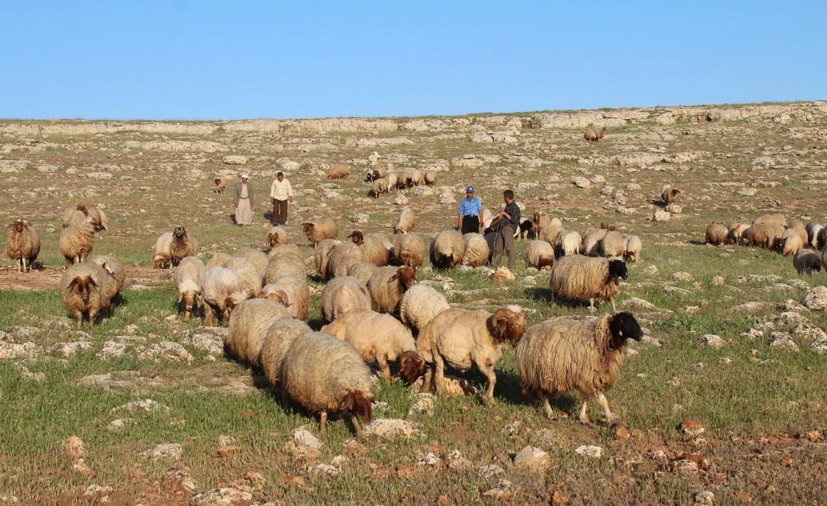 Geç Yeşeren Meralar Besicileri Sevindirdi