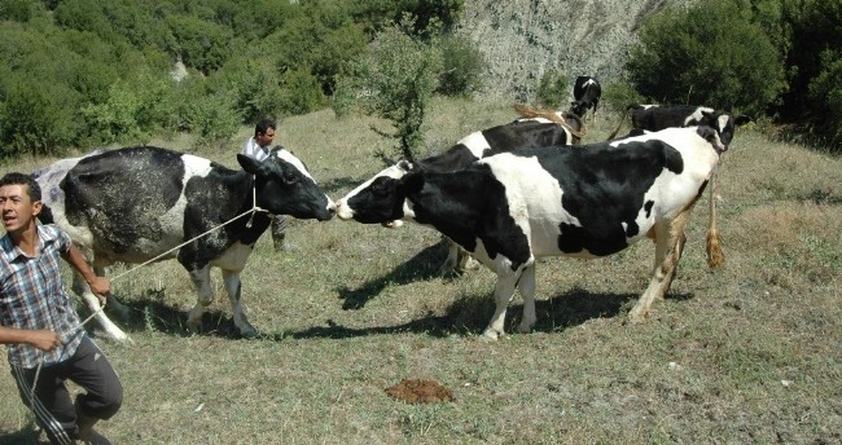 Uçuruma Yuvarlanan İnek 20 Saatte Kurtarıldı