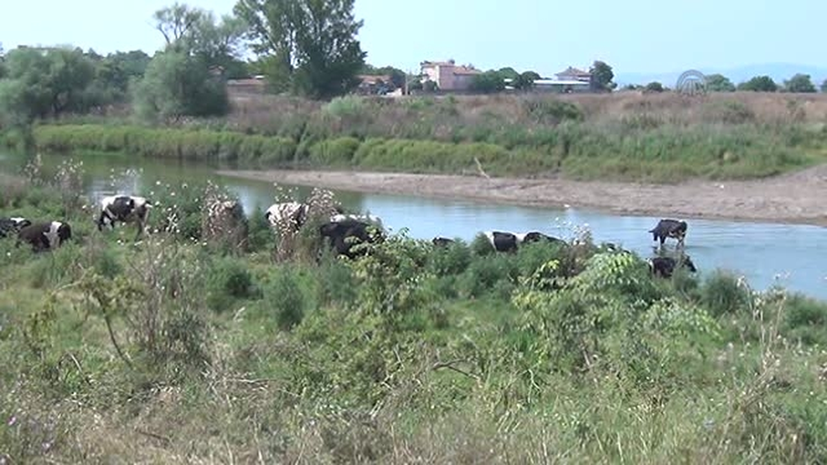 Bandırma\'da Sıcaktan Strese Giren İnekler Derelere Getirildi