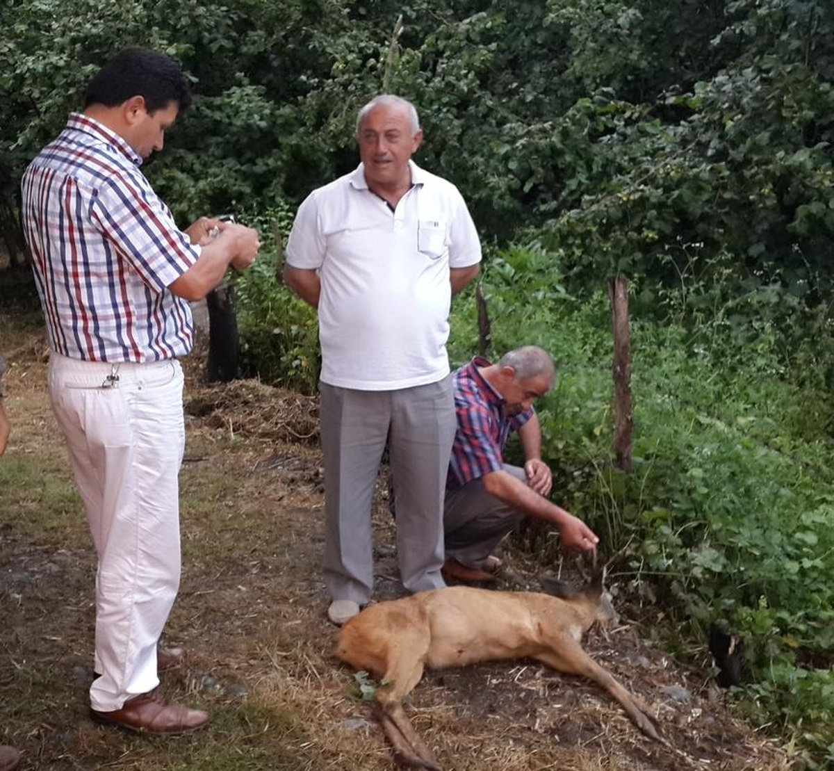 Çarşamba\'da, Yol Kenarında Ölü Karaca Bulundu