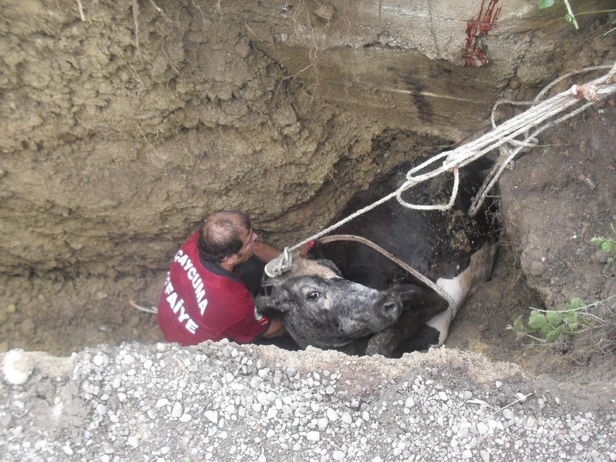 Çukurdan İnek Çıkarma Operasyonu