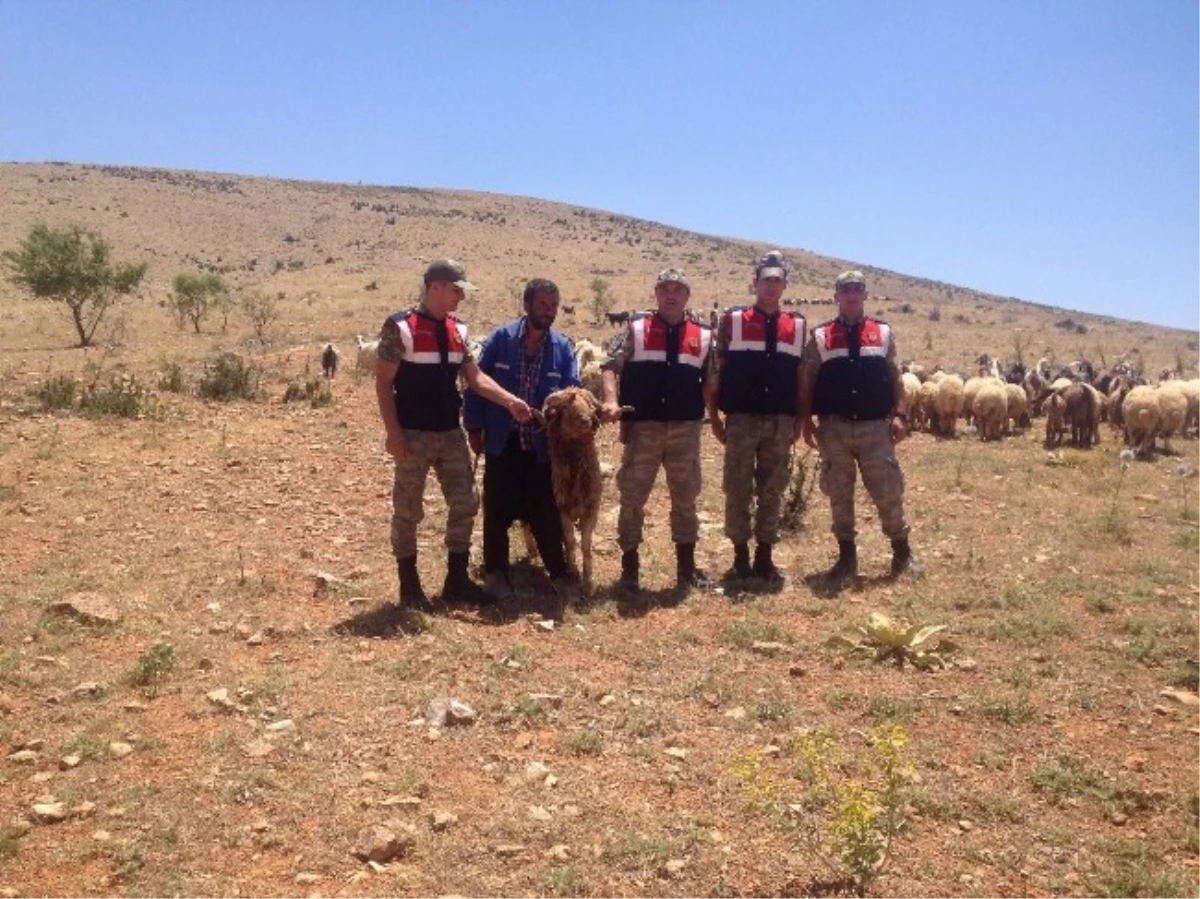 Kaybolan 250 Koyunu Jandarma Buldu