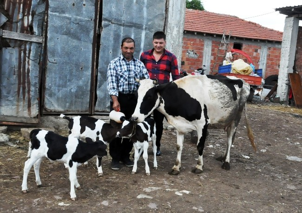 Kocaeli\'de Gebe İnek Üçüz Doğurdu