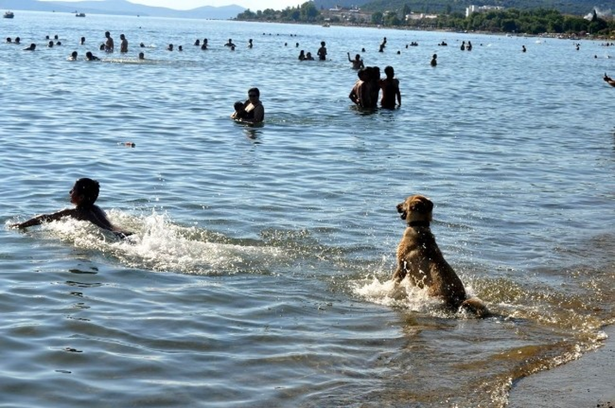 Sıcaktan Bunalan Köpek Sahibi ile Yüzerek Serinledi
