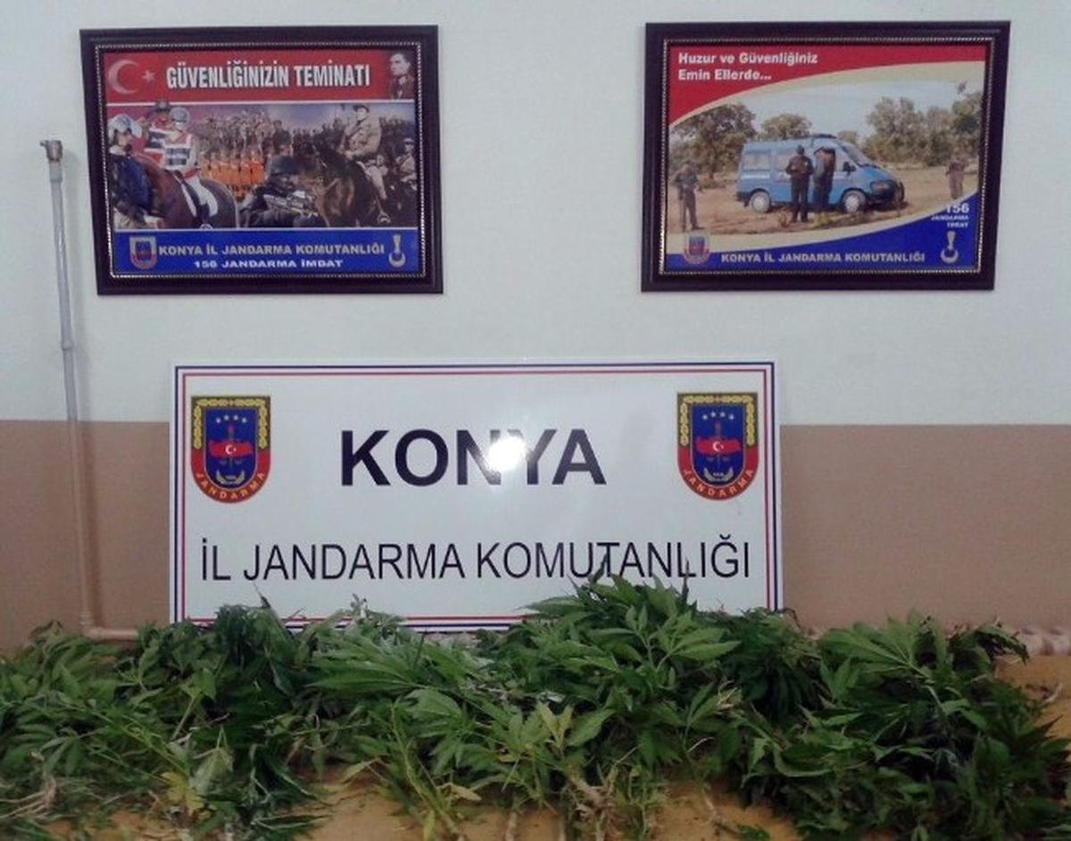 Yalıhüyük Jandarmasından Hint Keneviri Operasyonu