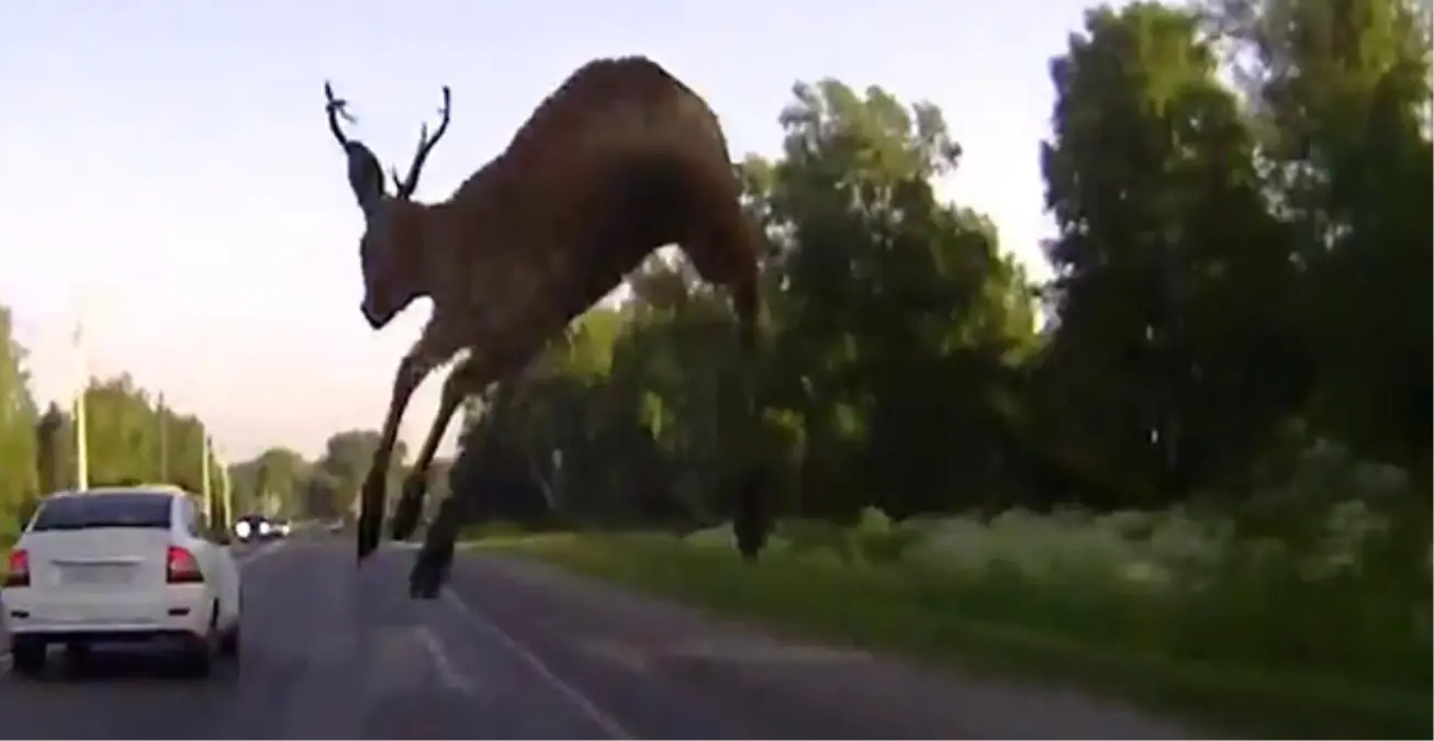 Arabanın Camına Geyik Çarptı