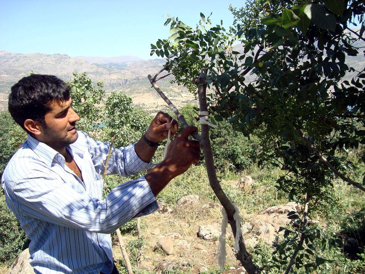 Hakkari\'de 65 Bin Menengiç Ağacına Aşı Yapıldı