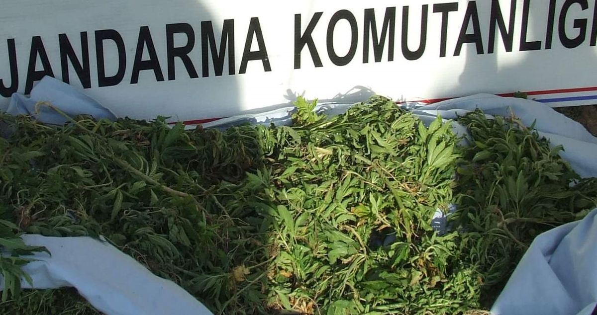 Yozgat\'ta Hint Keneviri Operasyonu
