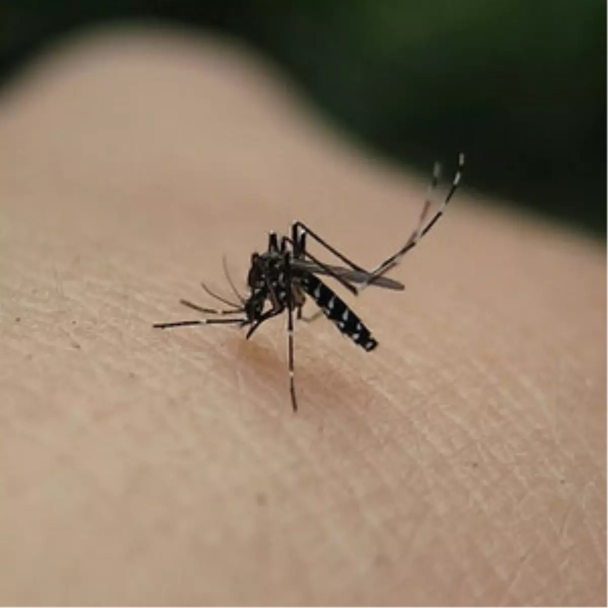 Yurt Dışı Seyahatlerinde 'Sarıhumma' Uyarısı