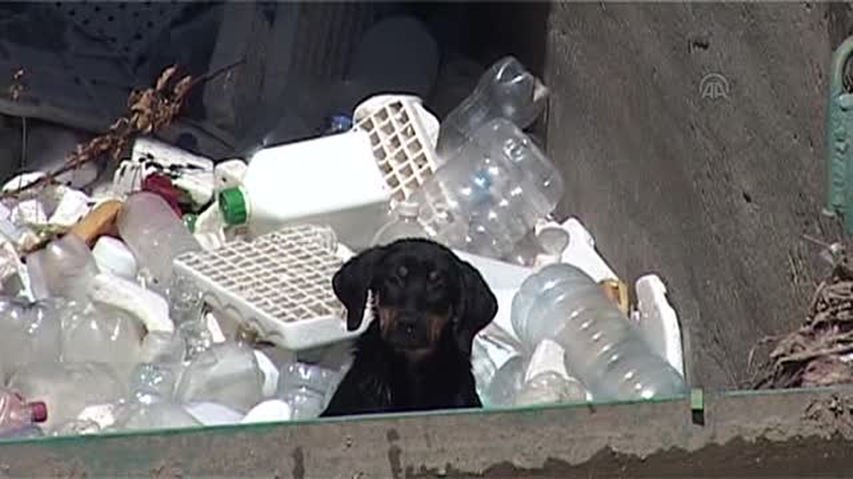 Çayda mahsur kalan köpeği itfaiye ekipleri kurtardı -