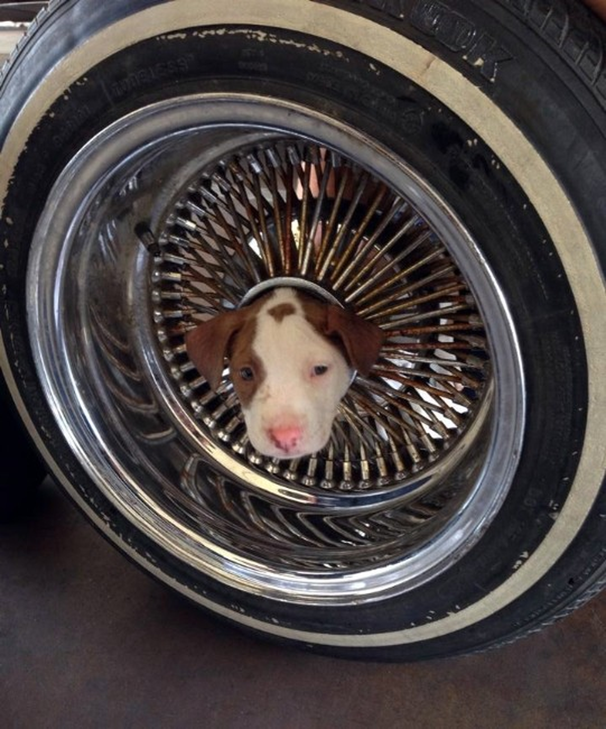 Kafasını Janta Sıkıştıran Köpeği İtfaiye Kurtardı