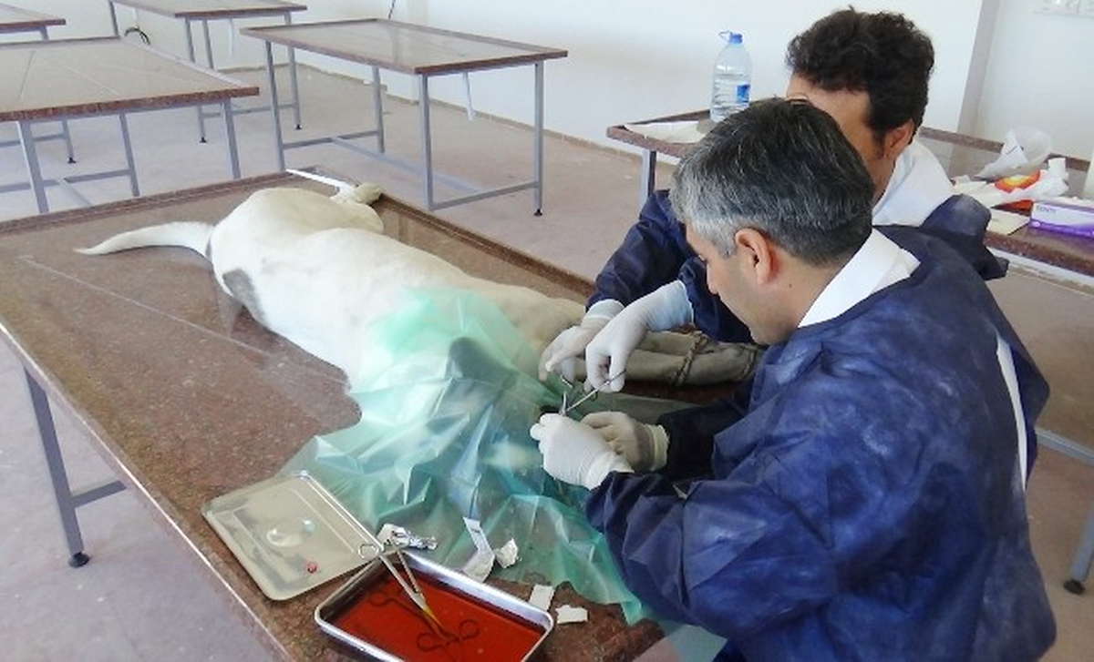 Malaklı Cinsi Köpeğe Fıtık Ameliyatı
