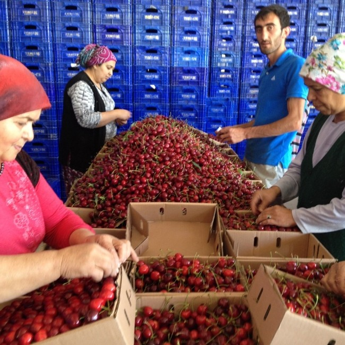 Pazarlar Kirazı Dünya Pazarında