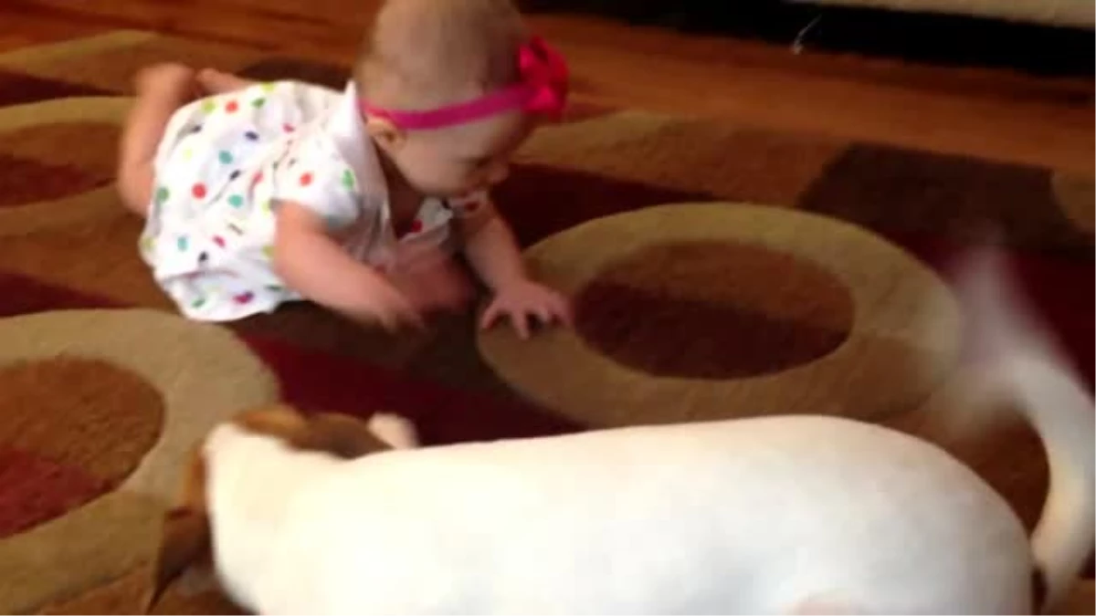 Sevimli Köpekten Bebeğe Emekleme Eğitimi