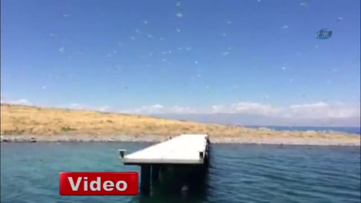 Van Gölü\'nde Martı Ölümleri