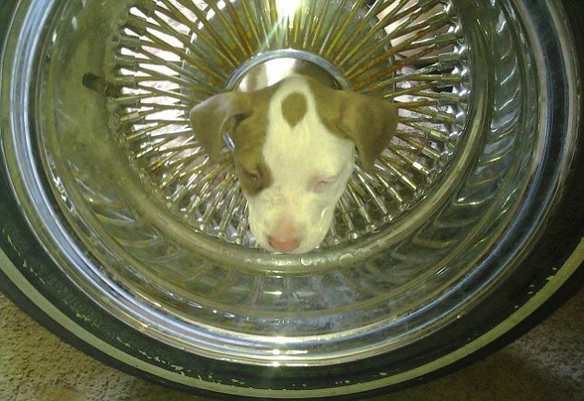 Yavru Pitbull Arabanın Jantına Sıkıştı