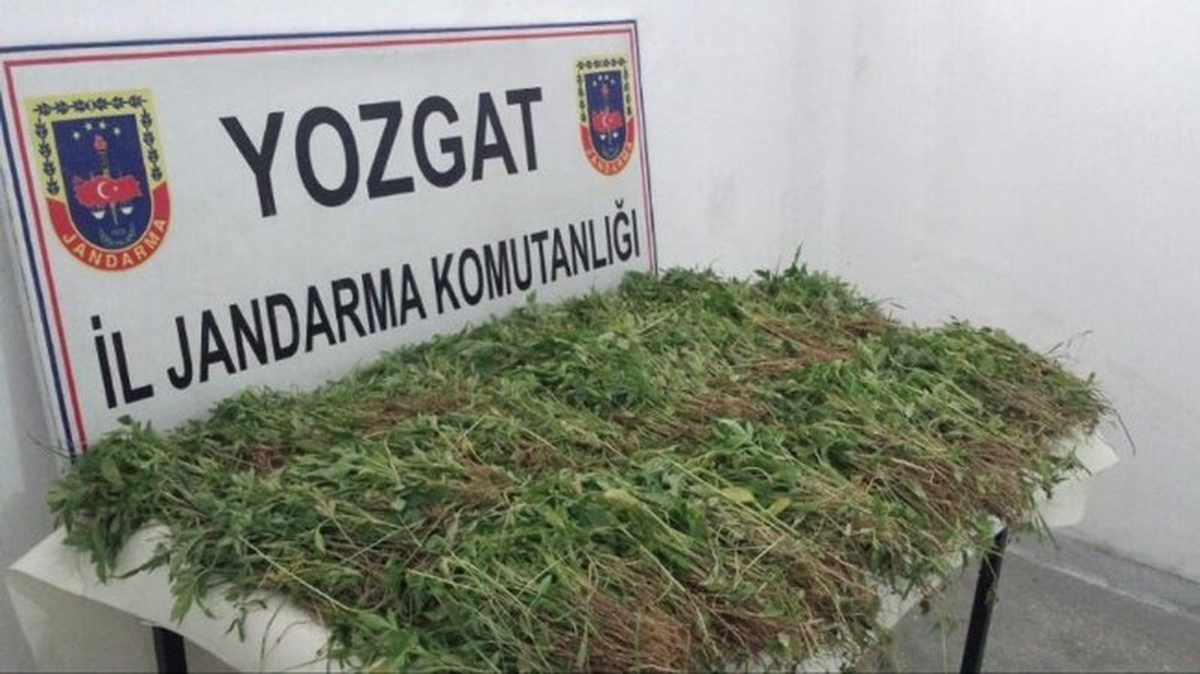 Yozgat\'ta 11 Bin 142 Kök Hint Keneviri Ele Geçirildi