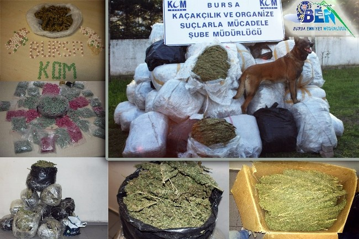 Bursa\'da 6 Ayda 1.5 Ton Esrar, 13 Bin 674 Gram Bonzai Ele Geçirildi