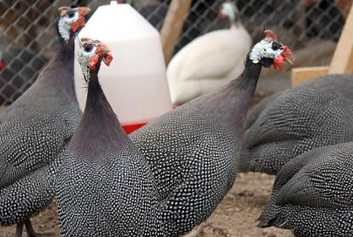 Gümüşhane\'de Kenelere Karşı Beç Tavuğu ile Mücadele