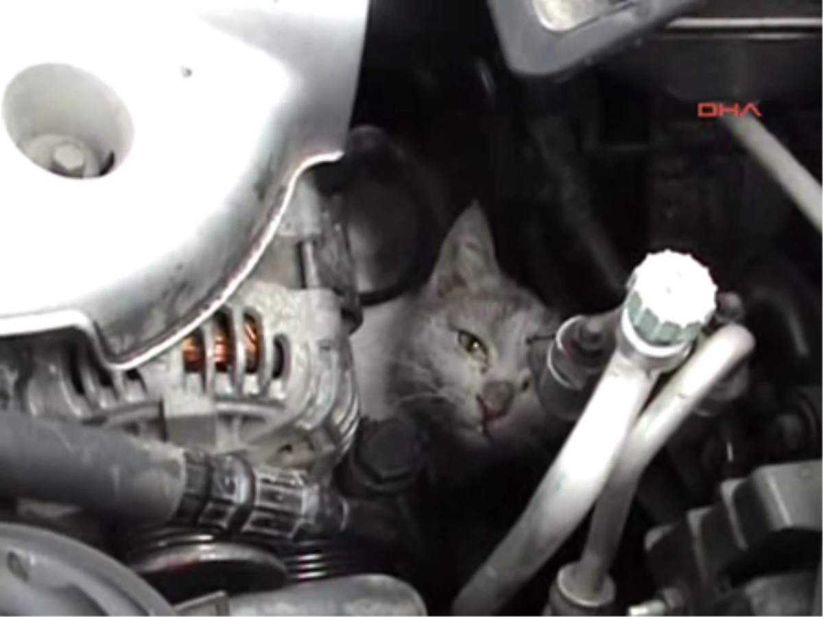 Manisa\'da Motora Sıkışan Kedi Kurtarıldı