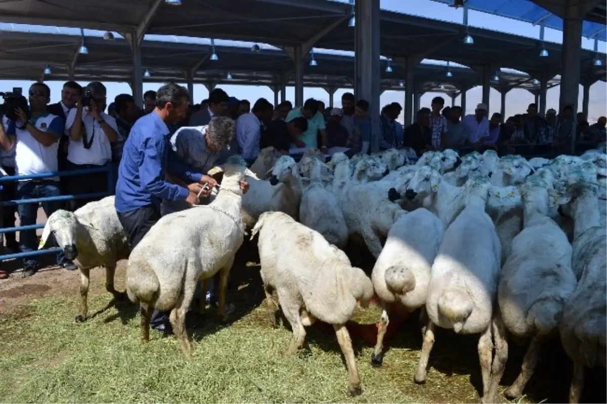 120 Adet Damızlık Akkaraman Koç Dağıtımı Yapıldı