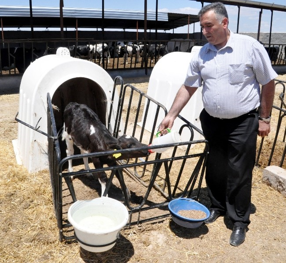 Aksaray\'da Yılda 312 Bin 739 Ton Süt Üretiliyor