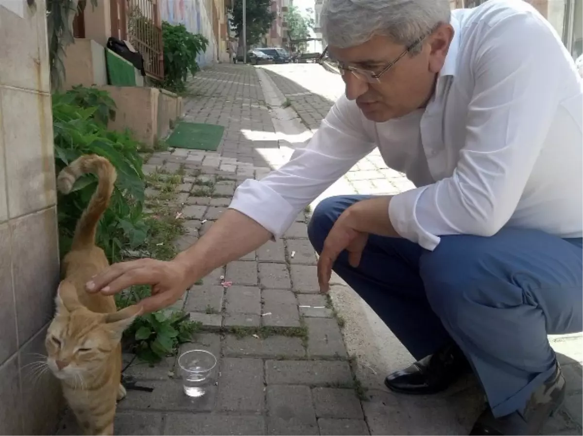 Sıcaklar Hem Vatandaşları, Hem Sokak Hayvanlarını Bunalttı