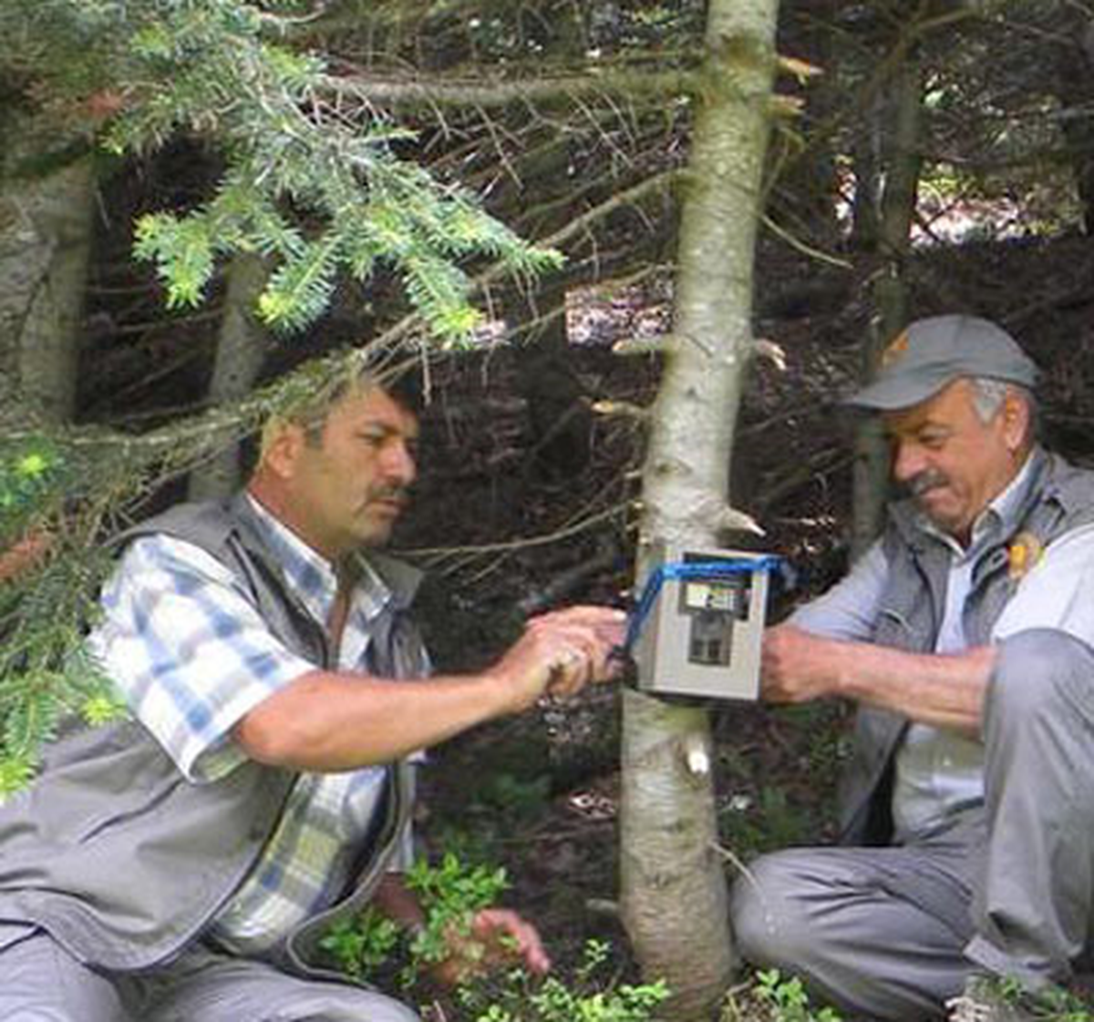 Tosya Ormanlarına Fotokapan Kuruldu