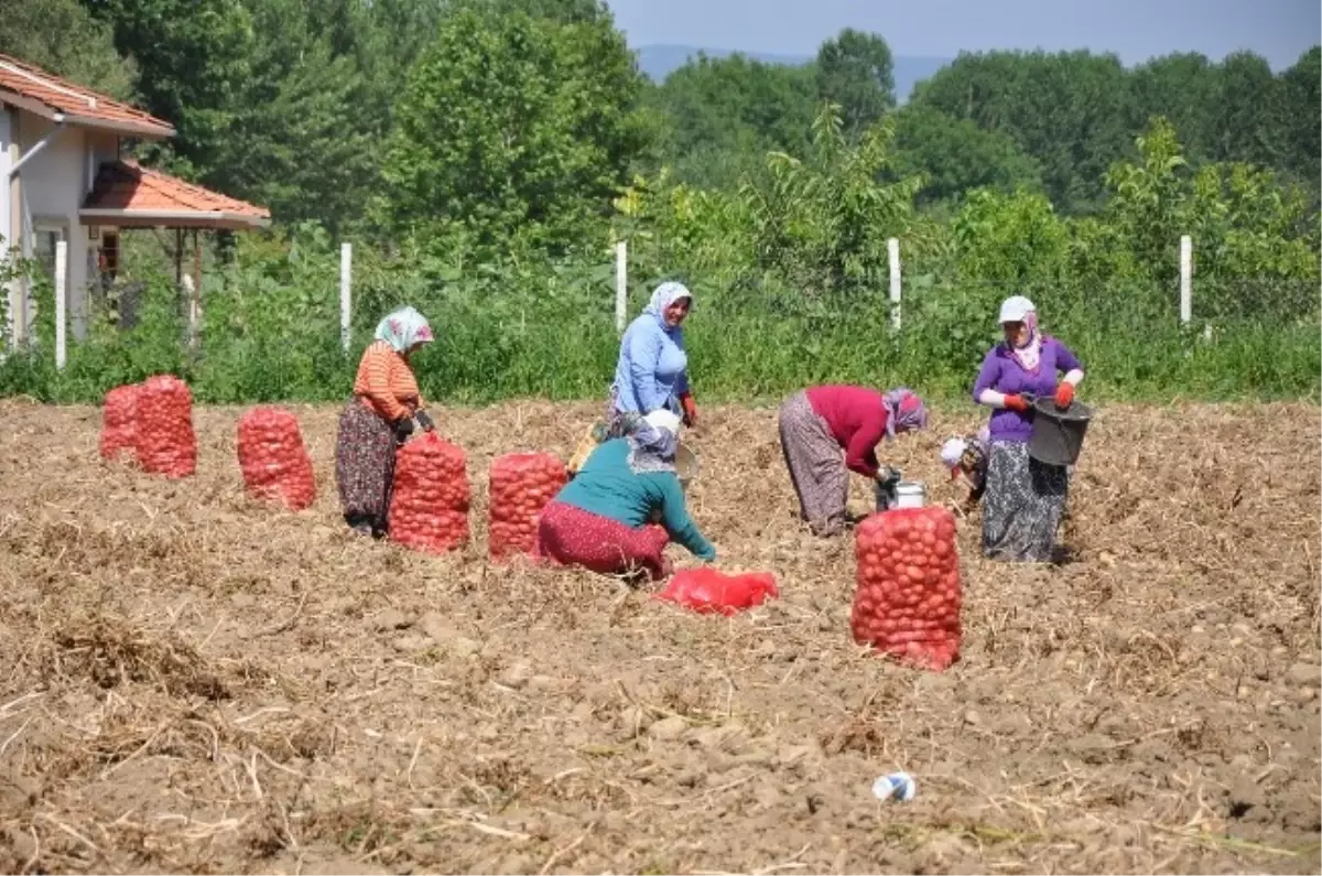 Cipslik Patates Sökümüne Başlandı