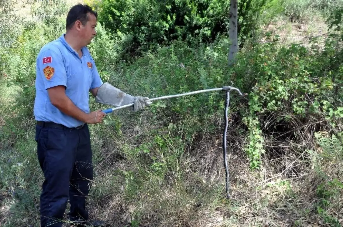 İşyerine Giren Yılanı Cankur Ekipleri Çıkarttı