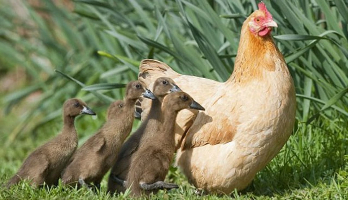 Tavuk, Ördek Yavrularına Annelik Yapıyor