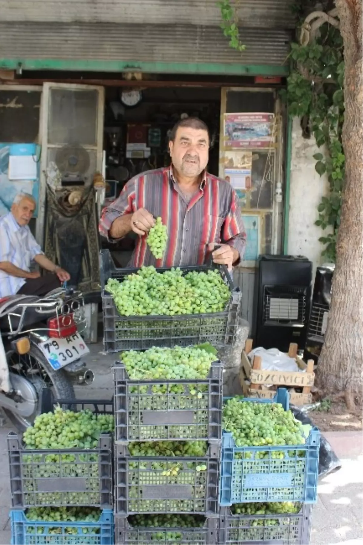 Asma Koruğu Piyasada