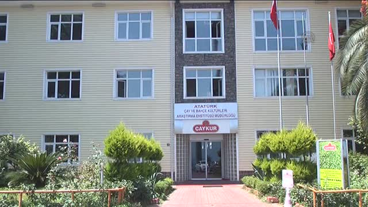 Çaykur\'da ilk \'stevya\' hasadı -