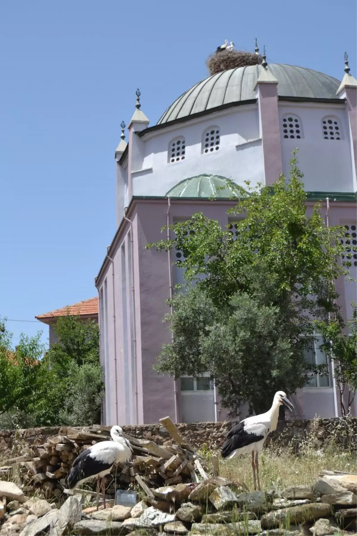 Eşme\'de Yuvadan Düşen Leylek Yavrularına Sahip Çıktılar