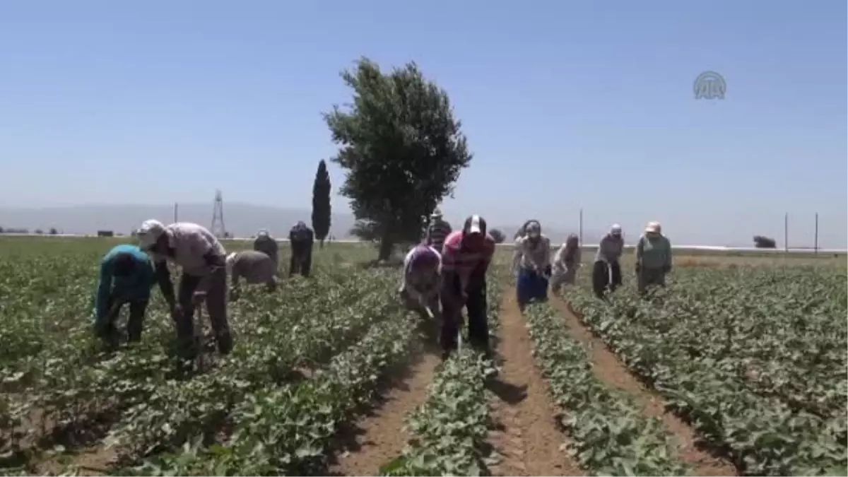 Mevsimlik işçier, güneşin altında alın teri dökerek ekmeklerini kazanıyor -