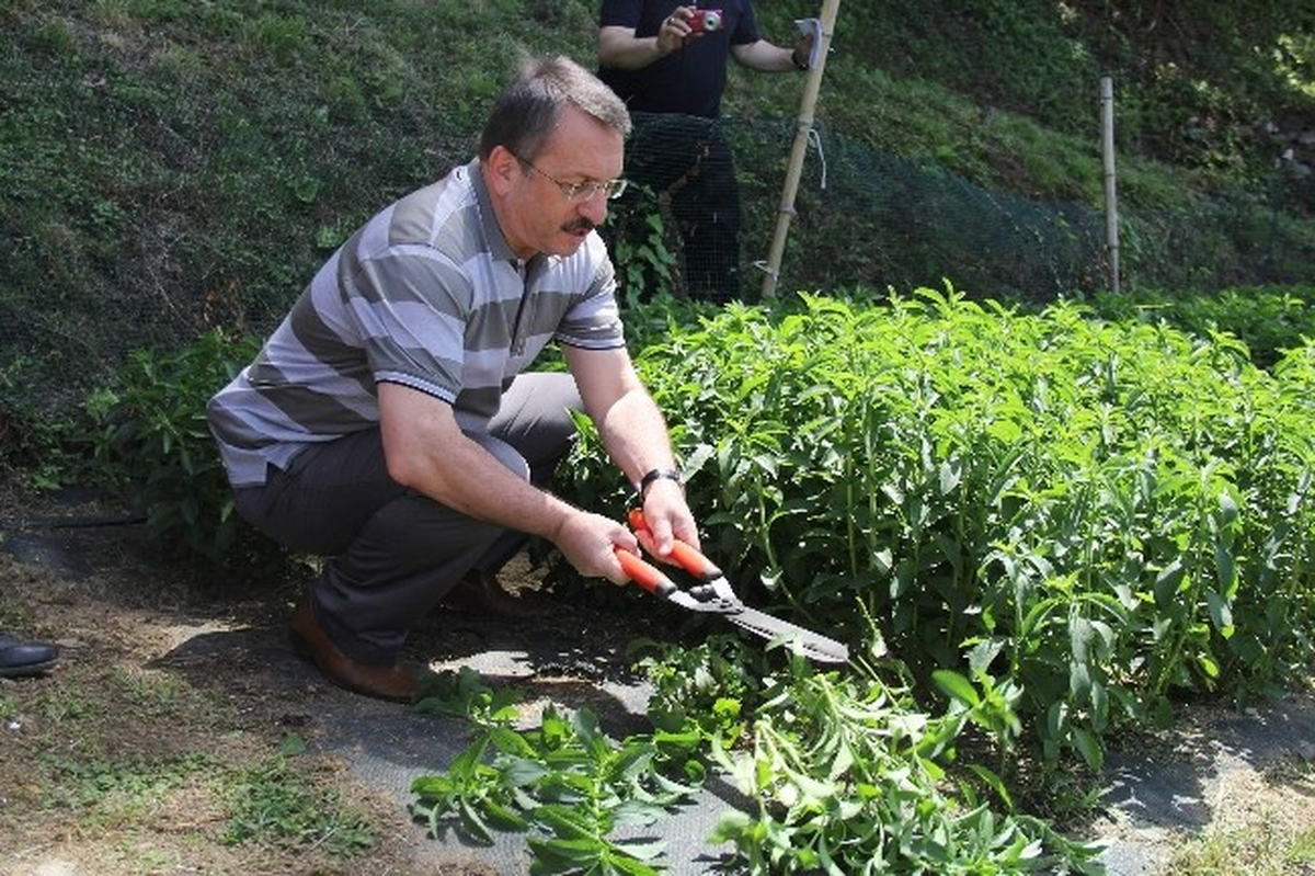 Şekere Oranla 300 Kat Daha Fazla Tatlandırıyor Ama Kalorisi Yok