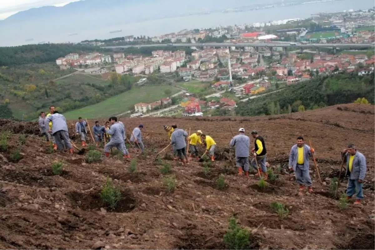 Büyükşehir Ağaçlandırmaya Devam Ediyor