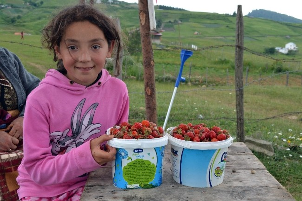 Çilek, Çiftçinin Yeni Gözdesi Oldu