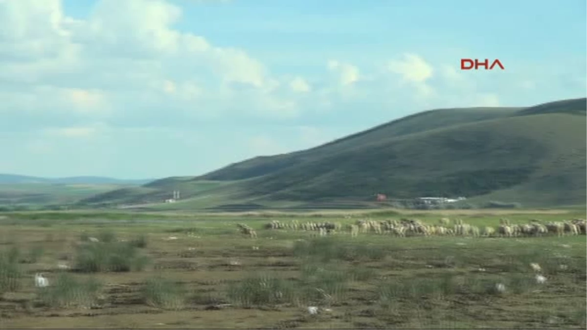 Göl Kuruyunca, Koyunlar Otlamaya Başladı