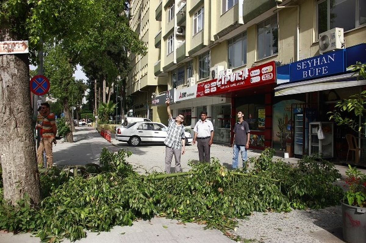 Ağacın Dalları Rüzgara Dayanamadı
