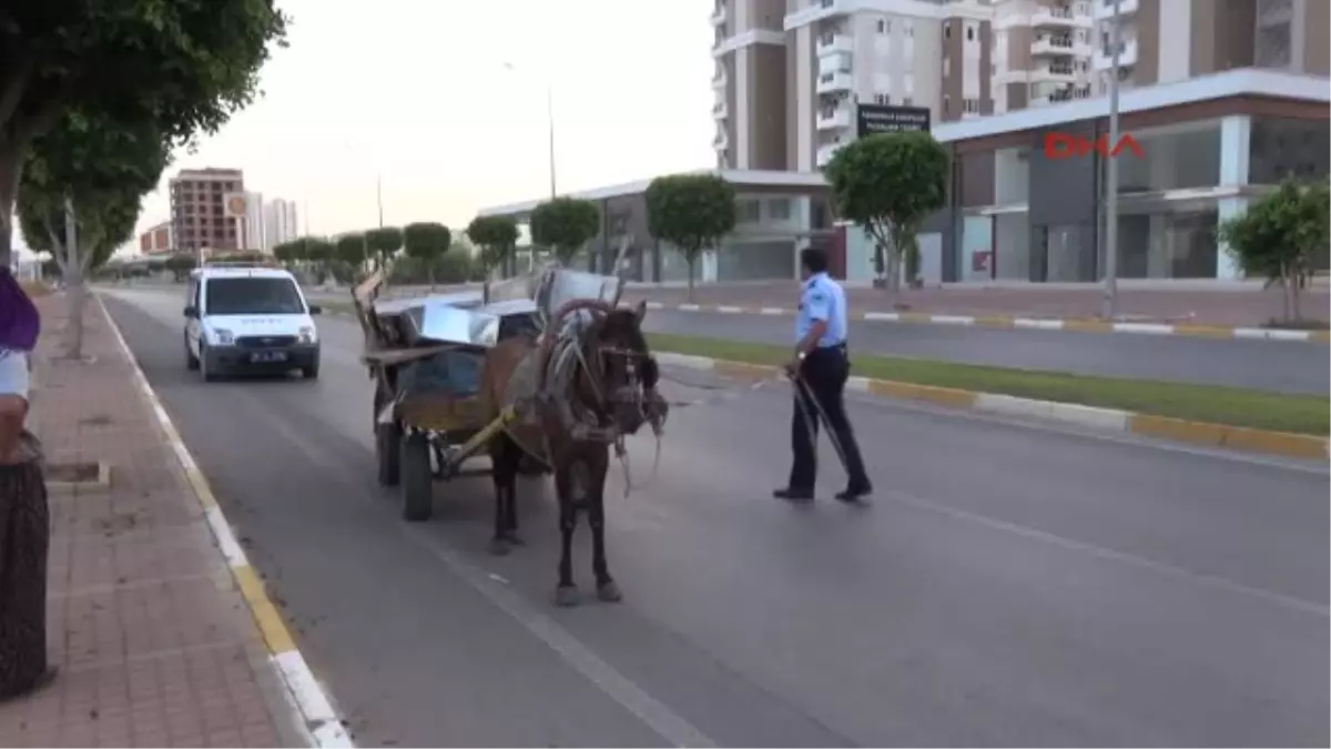 Atın İnadı Polisi Yenemedi