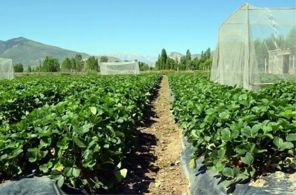 Erzincan\'da Organik Çilek Üretiminde Bal Arıları Kullanılıyor