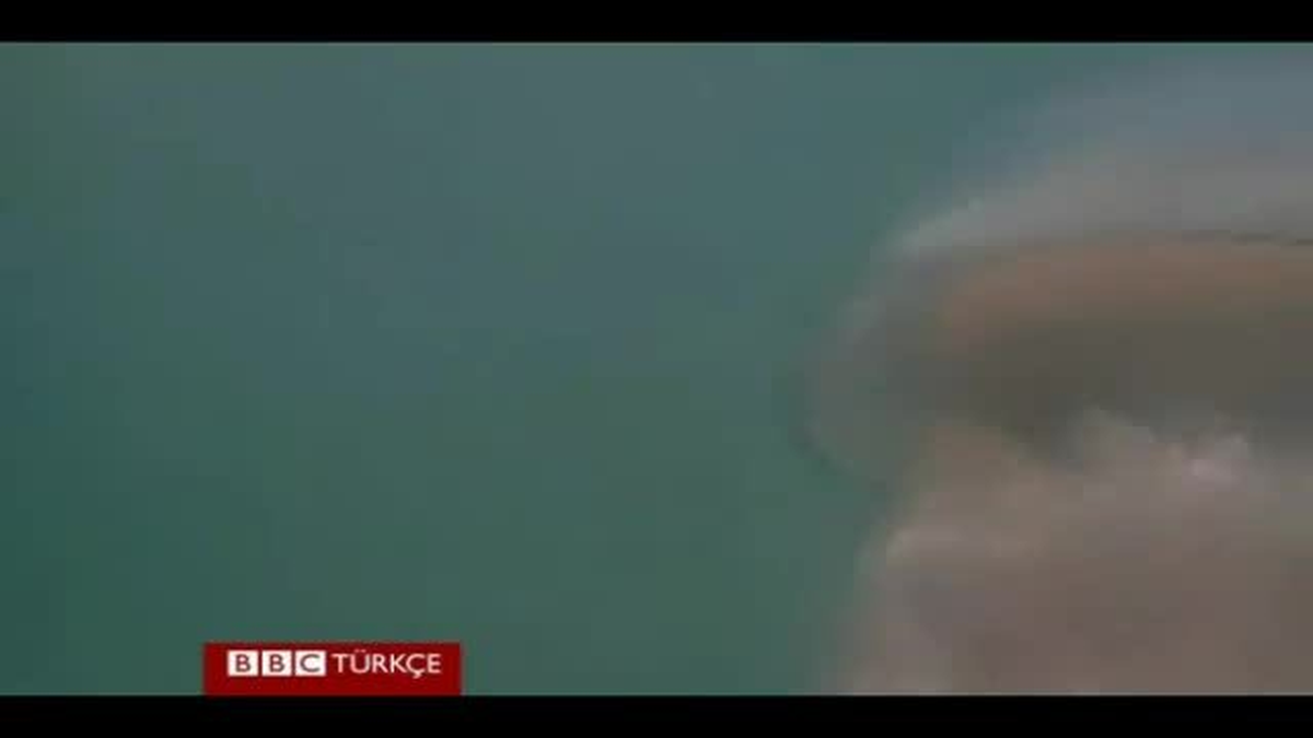İngiltere\'de 20 Kilogramlık Dev Denizanası