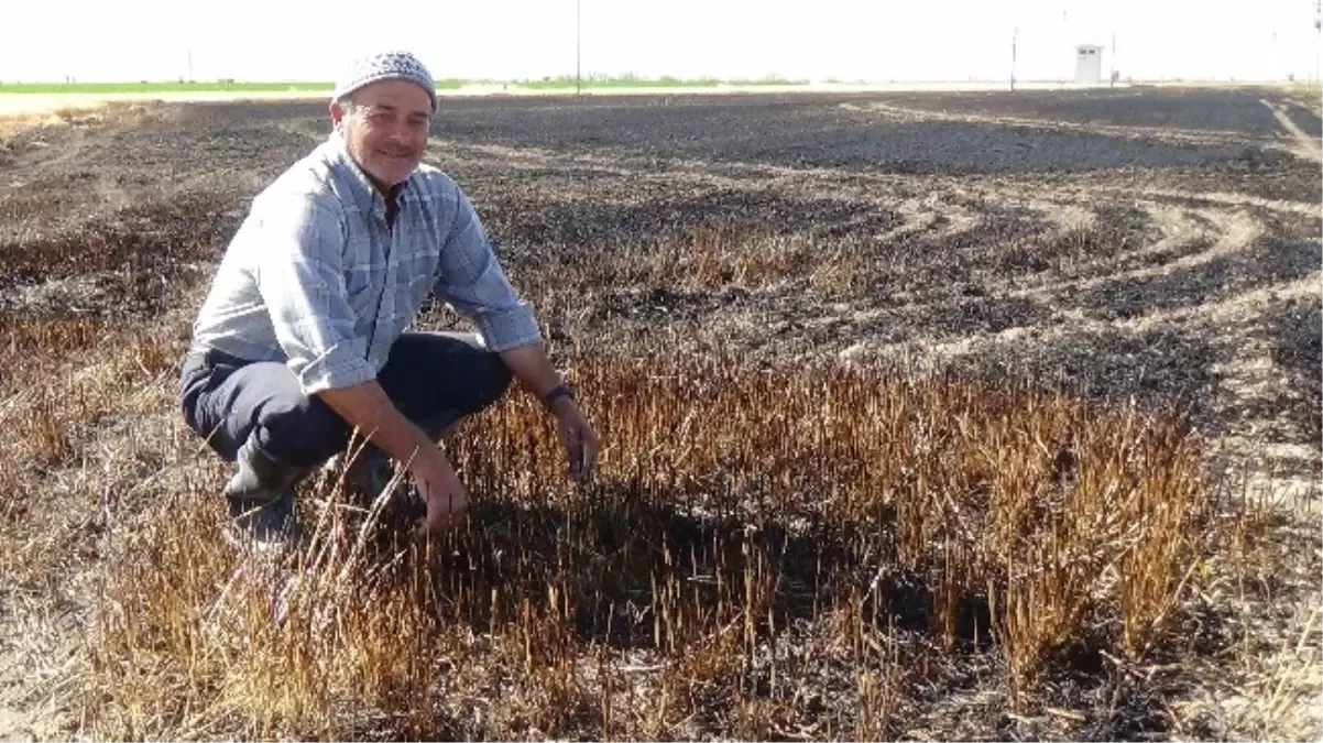 Kuş, 12 Dönüm Arpa Tarlasını Kül Etti